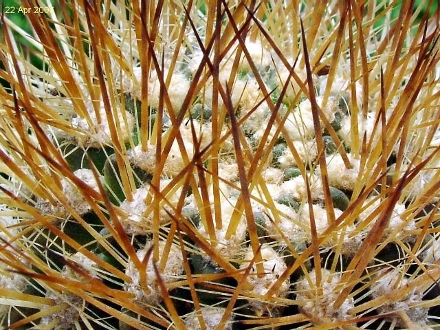 Eriosyce_ subgibbosa_ ssp.subgibbosa_ 03